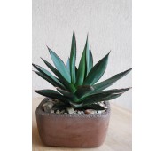 Agave